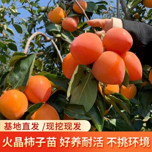 陕西临潼火晶柿子树苗果树苗嫁接柿子苗南方北方种植庭院盆栽地栽