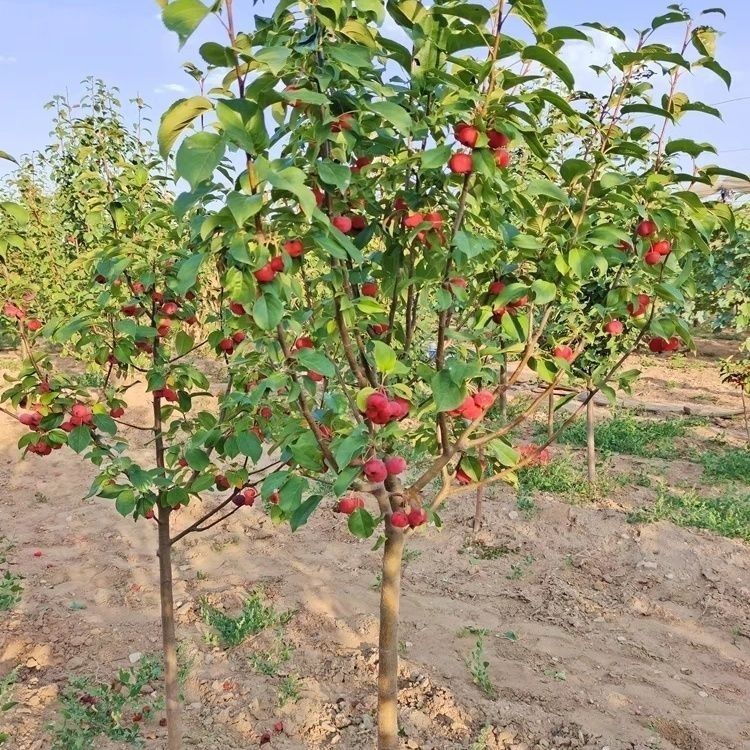 八棱海棠果树苗盆栽地栽南北方种植庭院别墅观赏植物大型风景树