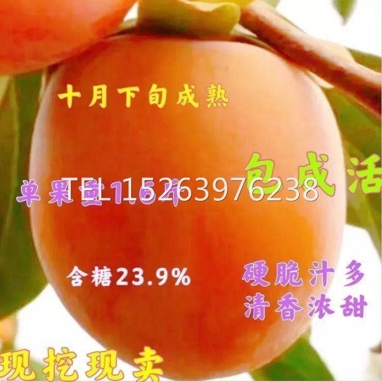 无籽嫁接大果柿子树苗 清峰甜脆柿树苗 单果重1.6斤脆甜 摘下就吃