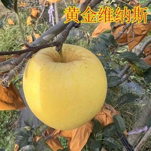 嫁接苹果树苗维纳斯黄金苹果苗地栽盆栽南方北方当年结果黄金帅苹