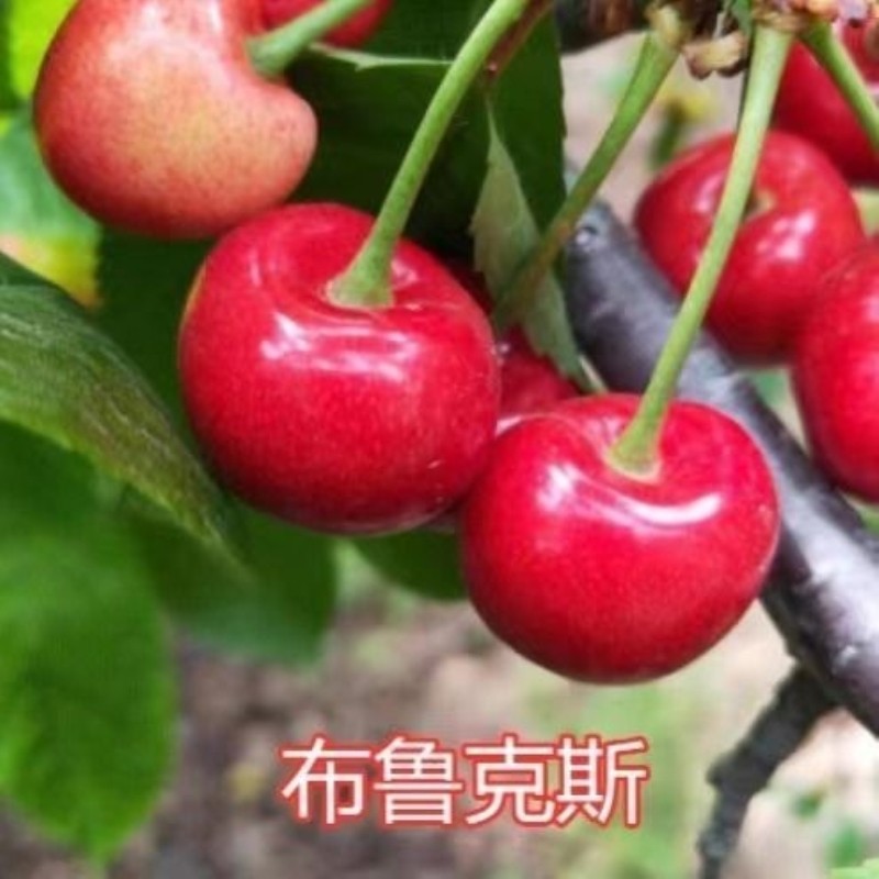 果树苗布鲁克斯樱桃嫁接车