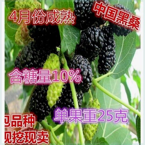 中国黑桑葚树苗桑树苗桑椹树苗嫁接苗地栽南北方种植盆栽当年结果