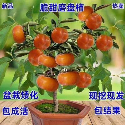 新款脆甜磨盘柿子树苗南北方室内外抗寒耐冻盆栽矮化黑柿子果树苗