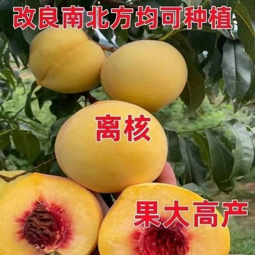 桃树苗早熟黄正宗果嫁接