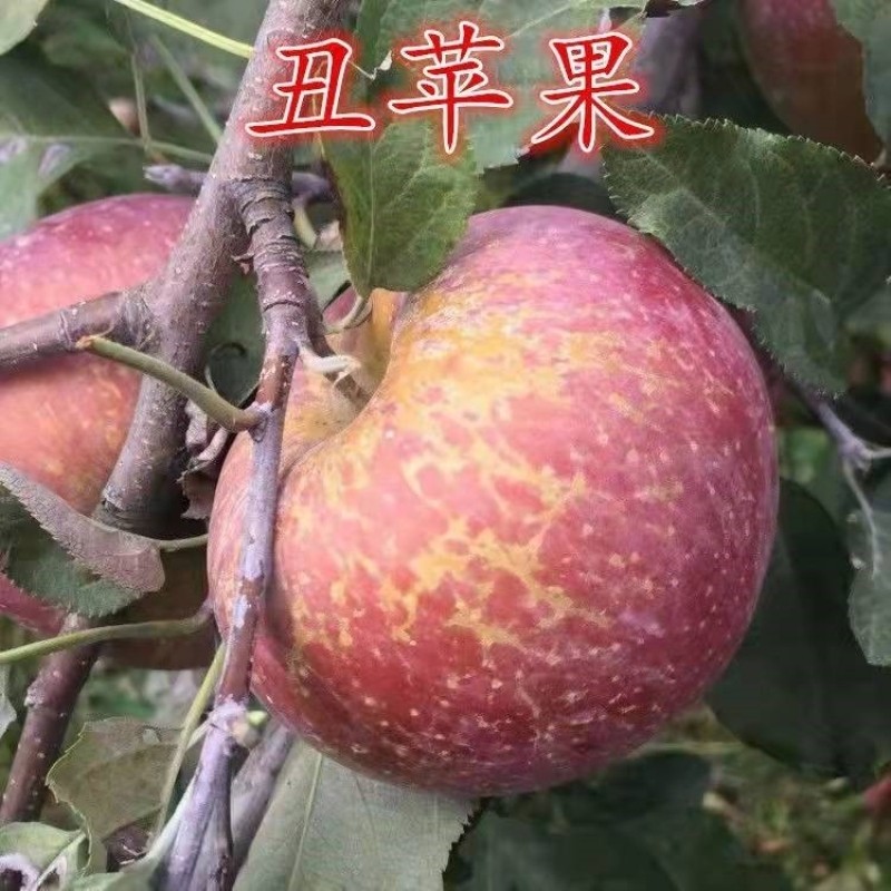 云南昭通丑苹果树苗嫁接冰