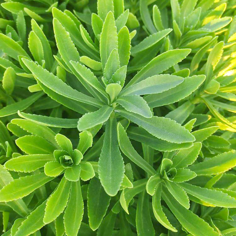 养心菜救心菜种子春四季播种盆栽阳台庭院野菜蔬菜养心菜种孑