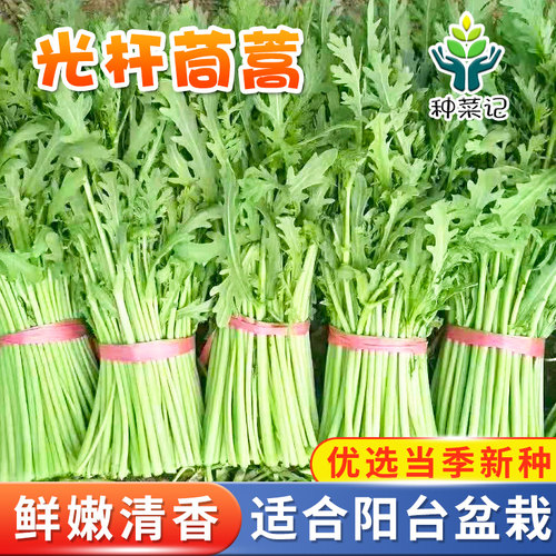 光杆茼蒿种子捆扎四季露天