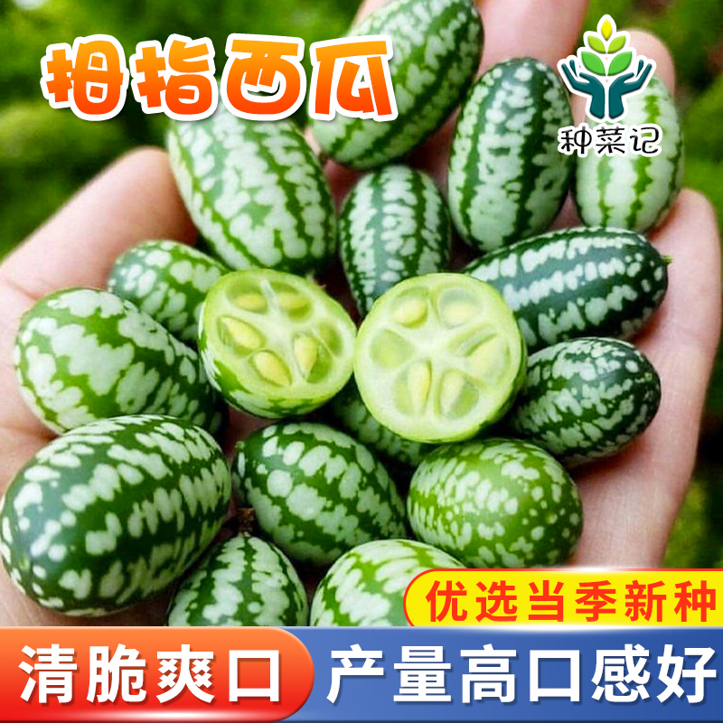 农家拇指迷你四季蔬菜孑小西瓜