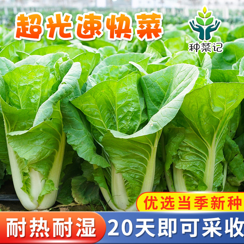 速生快菜种子四季不结球白菜小青菜种籽菜园阳台盆栽小白菜种孑,鲜花速递/花卉仿真/绿植园艺,家庭园艺种子,淘宝优惠券,粉丝福利购,淘宝优惠卷