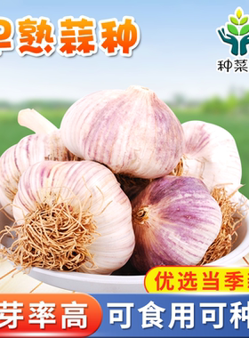 山东大蒜种子四季南方农家