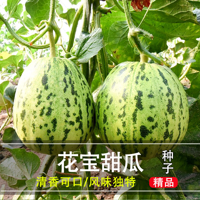 花宝甜瓜种子种籽超甜四季早熟抗病高产阳台盆栽小菜园农家蔬菜孑