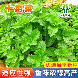 十香菜种子香味浓醇鲜菜调味