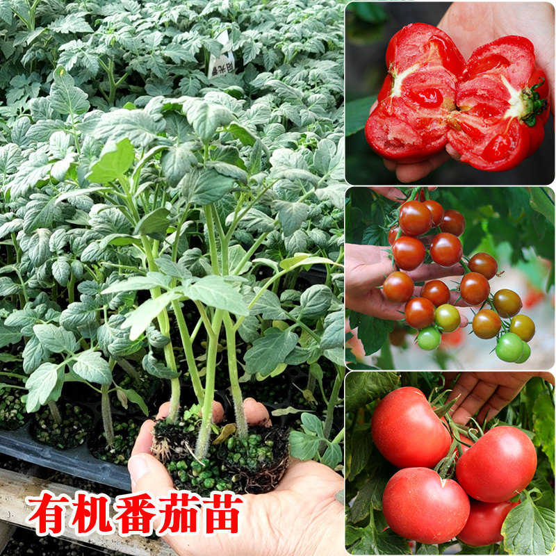 番茄苗千禧圣女果沙瓤西红柿苗秧菜苗四季秋季阳台盆栽农家蔬菜孑