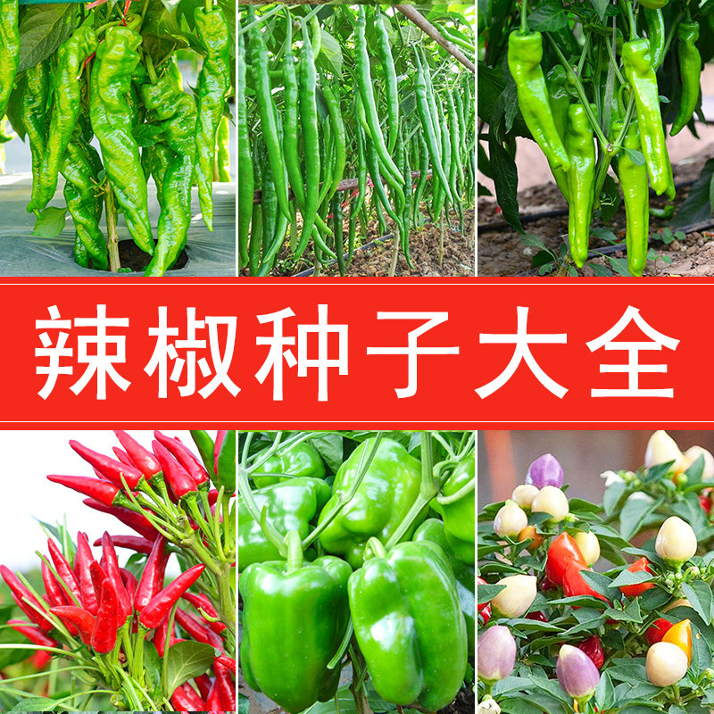 螺丝椒线椒尖椒泡椒杭椒牛角椒朝天椒种子辣椒种籽大全蔬菜种子