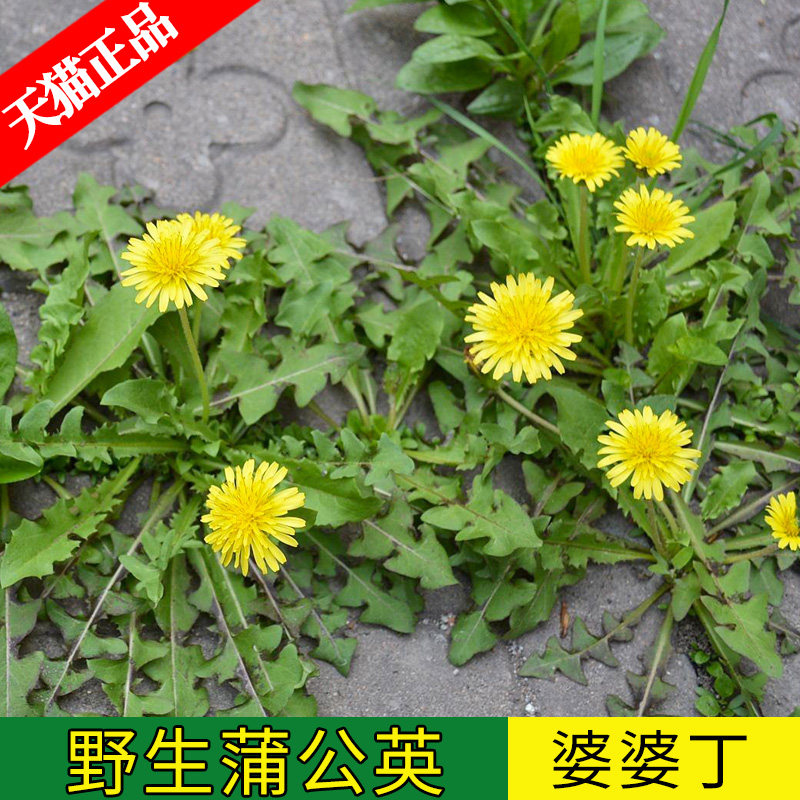 野生蒲公英种子四季春季盆栽苦菜特色水晶冰菜种籽野菜种子合集