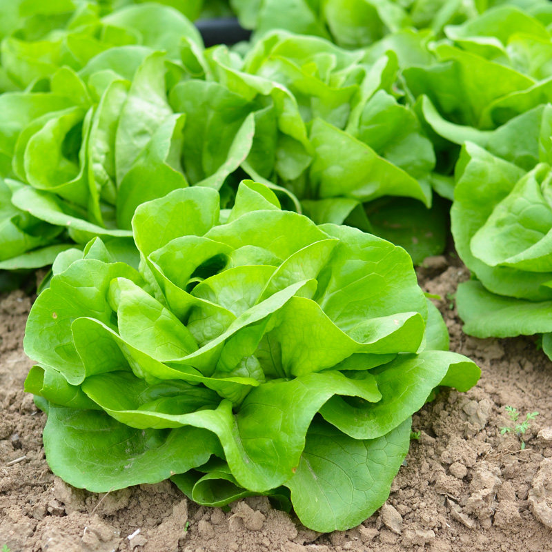 阳台盆栽蔬菜种子大全香菜小白菜鸡毛菜种籽四季南方小青菜籽孑