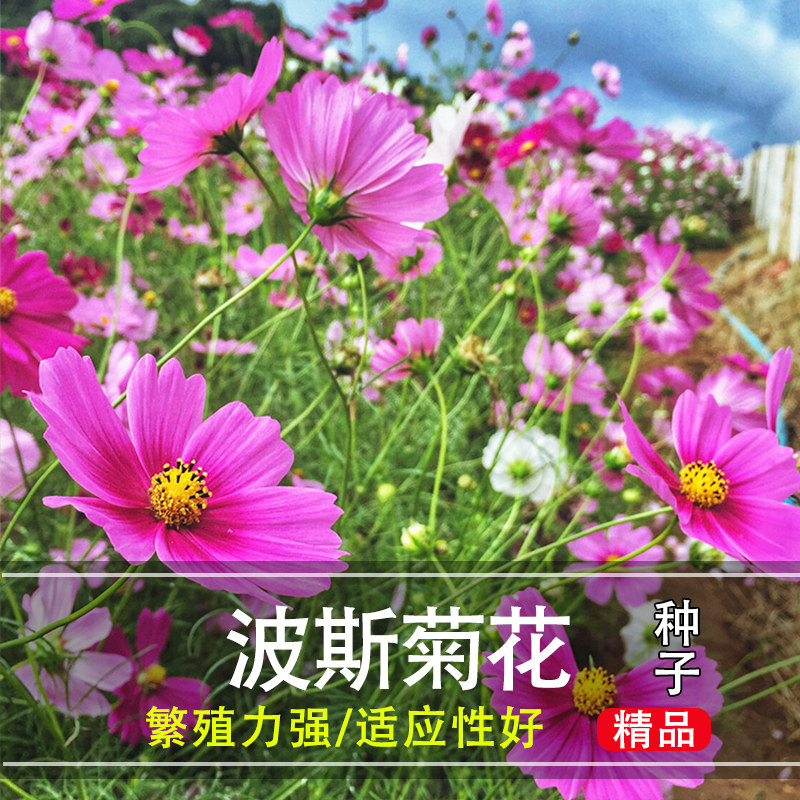 波斯菊花种子格桑花种籽子七彩四季播种开花庭院室外易活野花种子