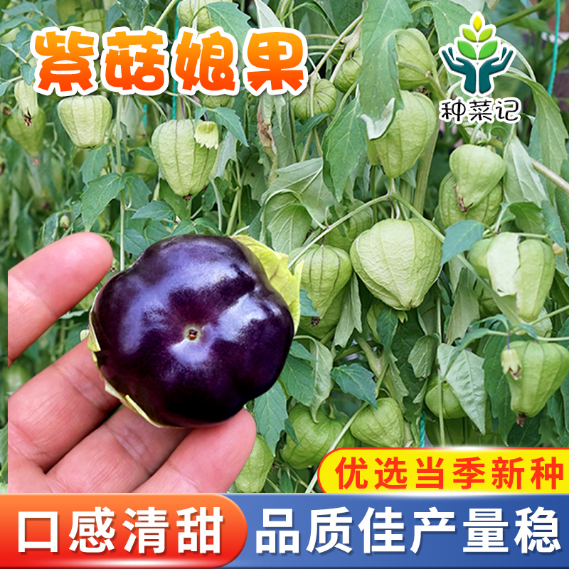紫姑娘果种子四季阳台盆栽水果