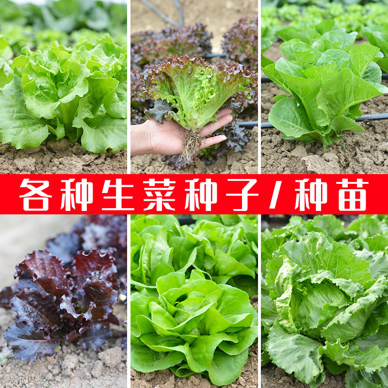 意大利生菜种子四季生菜种籽大全阳台盆栽菜籽种南方农家蔬菜孑苗