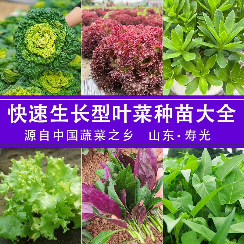 各种蔬菜苗四季蔬菜苗子秧苗生菜