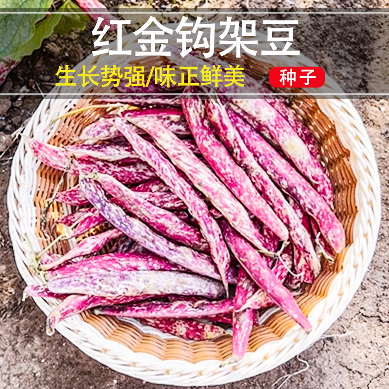 红金钩种籽架豆王种子高产油豆角沟扁豆春红金勾豆角种孑菜园种植
