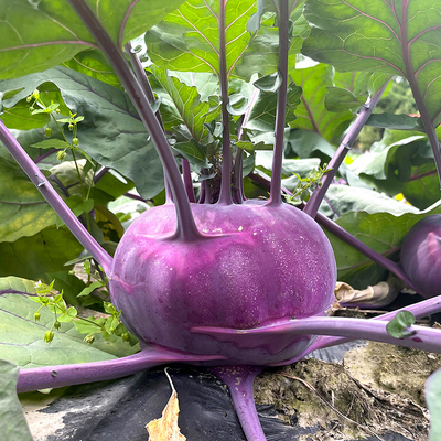 农家紫色苤蓝春秋两季中早熟种子