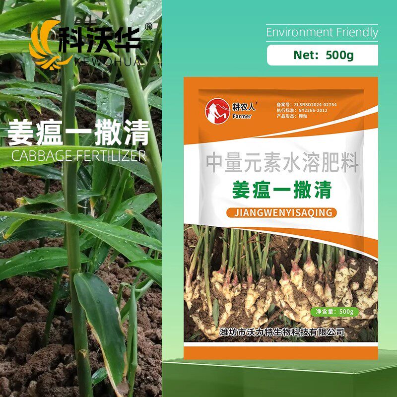 生姜改善预防姜瘟炭疽叶枯腐烂