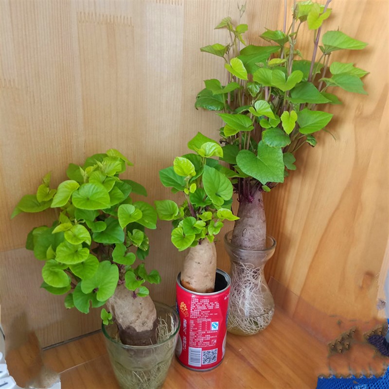 幼儿园水培长盆栽紫番薯无 春季土豆不含盆5cm以下小x大蒜观察洋