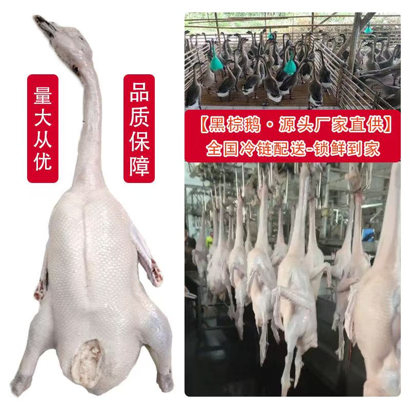 广东清远黑棕鹅饭店酒楼烧腊挡值拱鲜鹅新鲜烧鹅原材料屠宰场直供