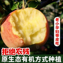 2025年新鲜有机野生丑原生态苹果水果10斤当季 整箱脆冰糖心红富士