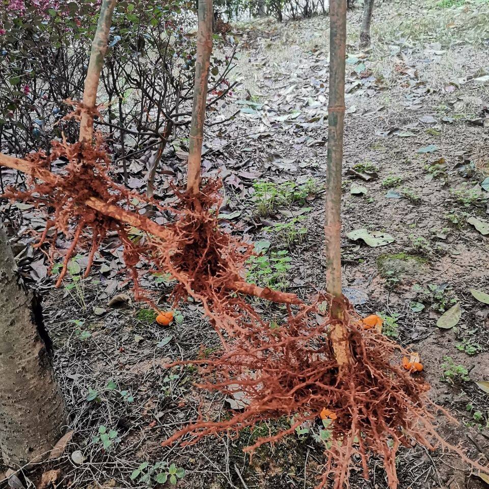 实心新款玉竹苗四季常青竹苗植树玉竹文玩把手件庭院盆栽实心竹雕