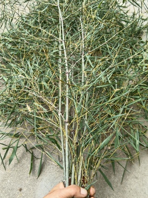 新鲜带叶竹枝装饰屋顶景区庭院篱笆围栏栅栏竹子条竹支丫原材料