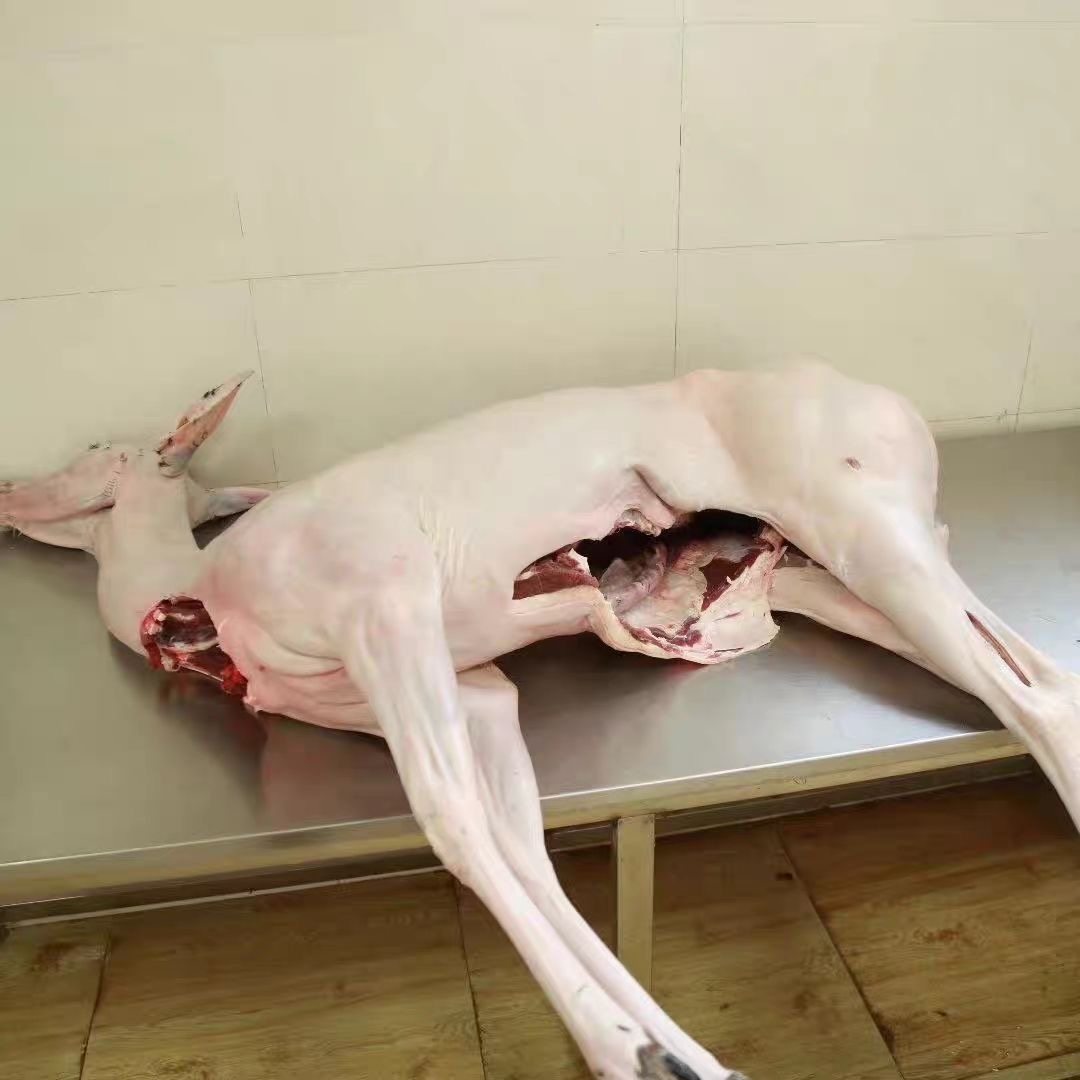 东北吉林梅花鹿肉新鲜鹿腿鹿排整只白条新鲜现杀过年送礼空运包邮