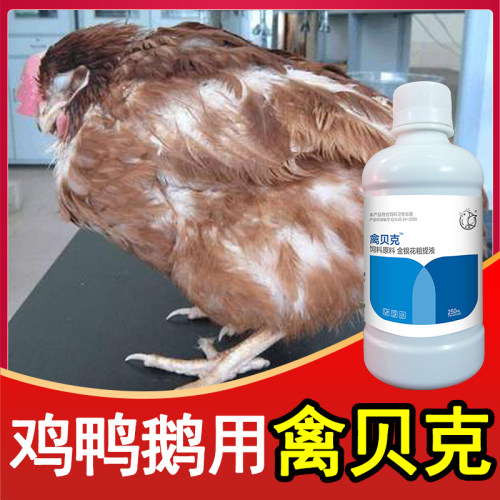 鸡鸭鹅鸽打蔫不食没精神家禽常备