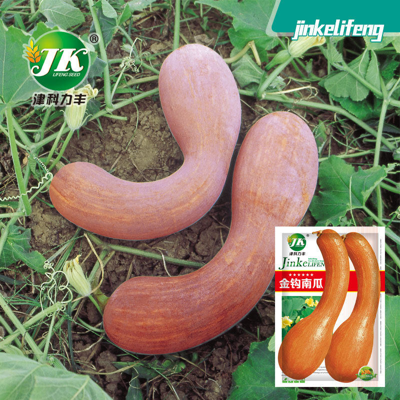 金钩南瓜种子甘面味甜香糯地爬春季庭院种植瓜果蔬菜种籽菜籽种孑