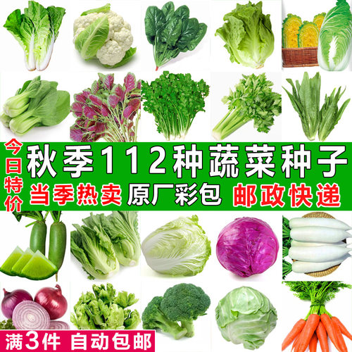 四季蔬菜种子大白菜青萝卜生菜