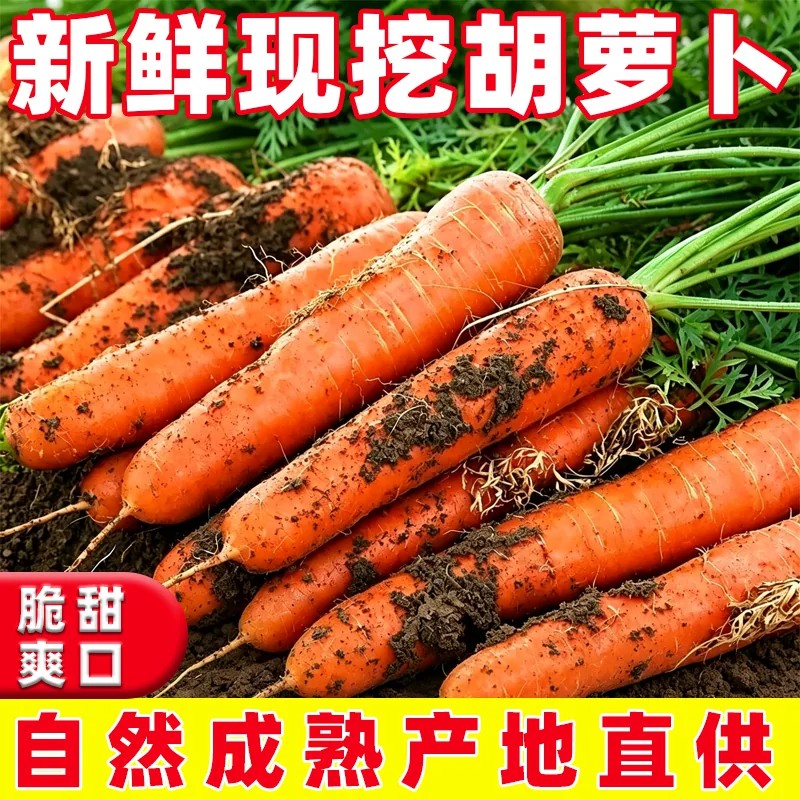 农家自种新鲜胡萝卜沙地现挖红皮