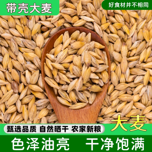 新大麦粒5斤带壳做麦芽糖大麦茶