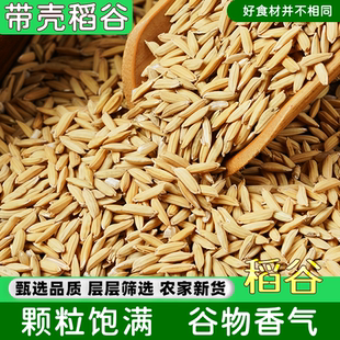 带壳稻谷谷子水稻稻子粮食杂粮大米喂鸡鸭鹅鸽鸟仓鼠宠物饲料农家