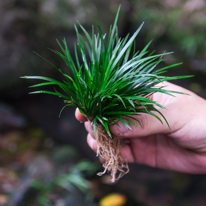 假山上的绿植造景盆景蕨类草种子种吸水石专用草籽上水石植物易活