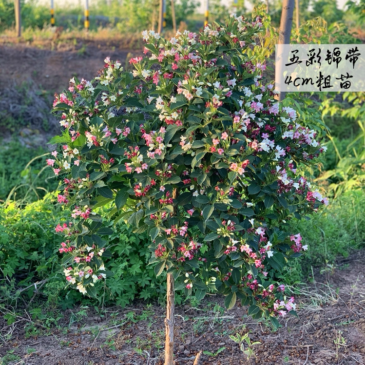 五彩锦带树苗红王子锦带小苗别墅庭院大型风景树耐寒的七彩花树