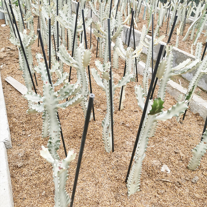 白龙骨白帝锦盆栽大戟科沙生植物盆栽量天尺仙人柱造型仙人掌植物