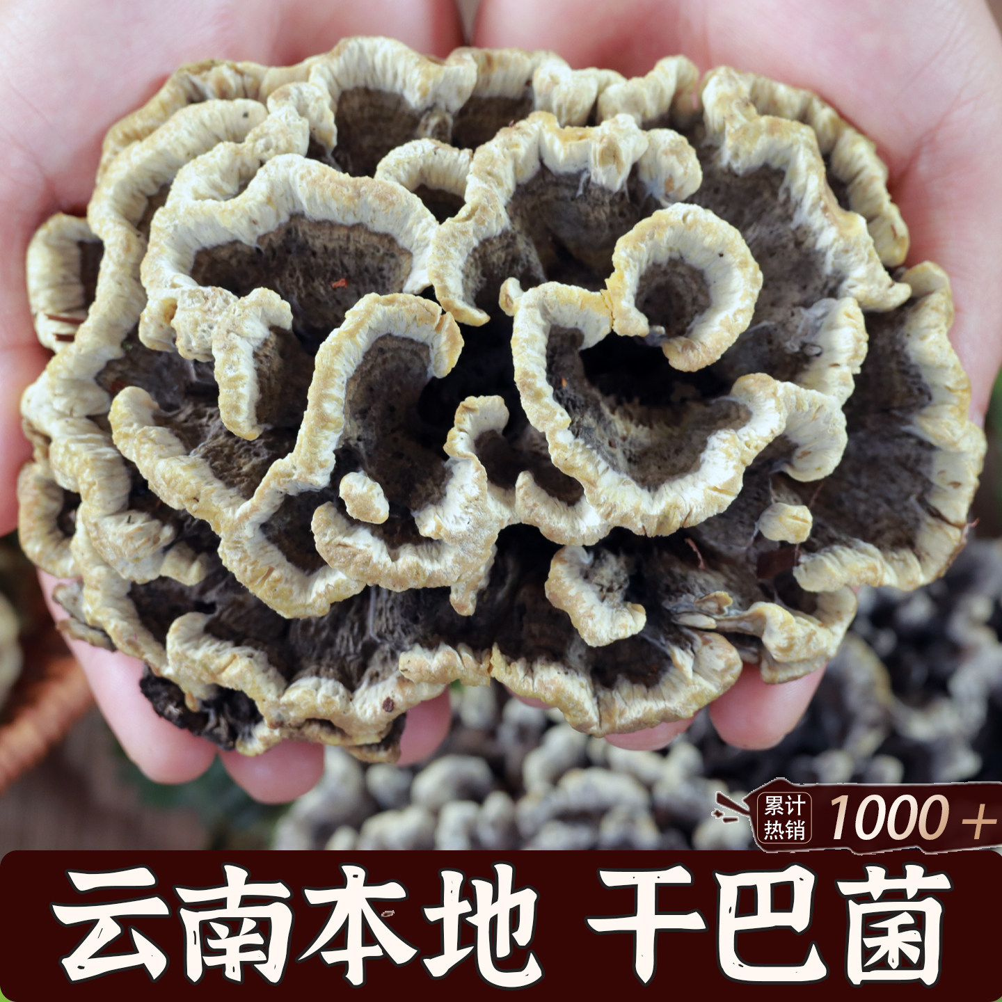 新鲜干巴菌云南野生干巴菌500g新鲜直供山珍食材菌云南新鲜干巴菌