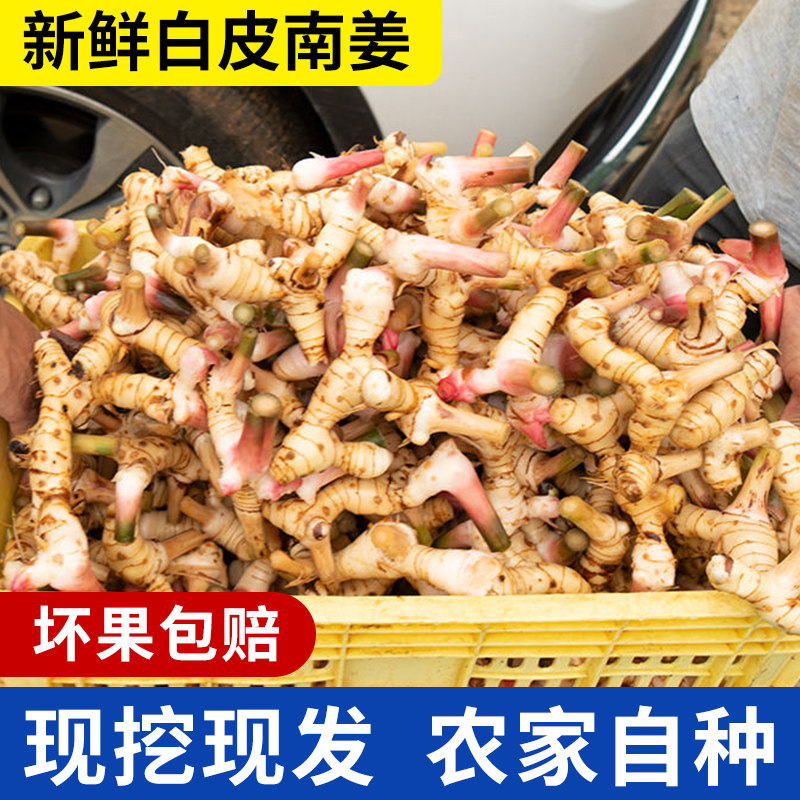 白皮南姜新鲜泰国南姜苗冬阴功汤料咖喱高良芦苇姜根山姜广西现挖