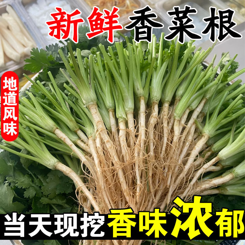 山东新鲜香菜根芫荽根现挖现发腌咸菜芹菜根带老根粗根苗蔬菜包邮