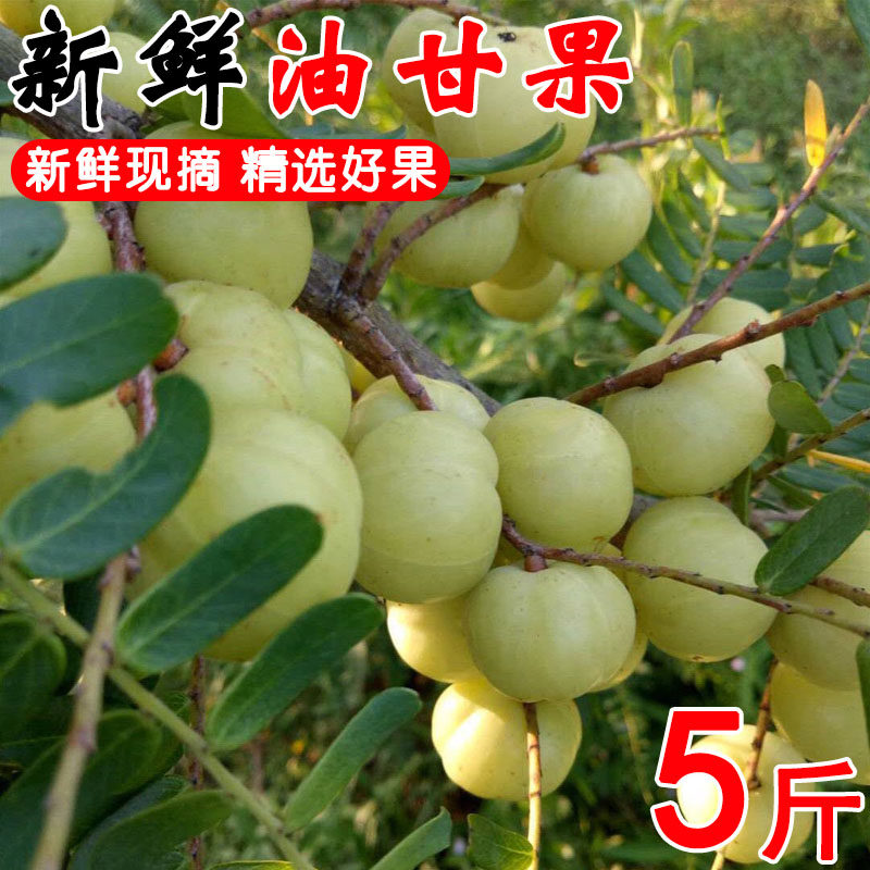 油柑鲜果油甘果新鲜油柑子余甘果甜橄榄果余甘子柚牛甘果水果普宁