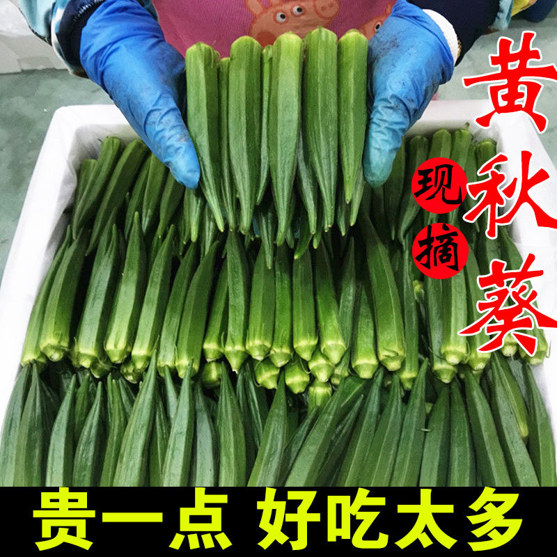 秋葵新鲜蔬菜农家自种现摘黄秋葵水果5斤装商用批发凉拌鲜嫩包邮