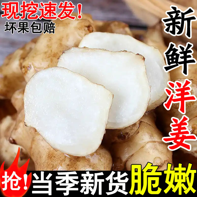 洋姜新鲜现挖鬼子姜农家洋生姜大果野生鲜洋姜不辣下饭菜菊芋蔬菜