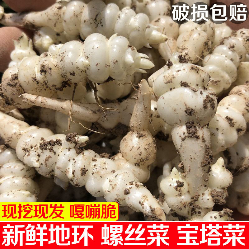 现挖宝塔菜地环新鲜螺丝菜地葫芦小地雷菜地牯牛地梨儿地溜子芋环