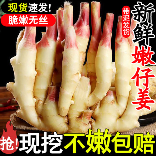 山东嫩姜新鲜仔姜现挖农家嫩子姜